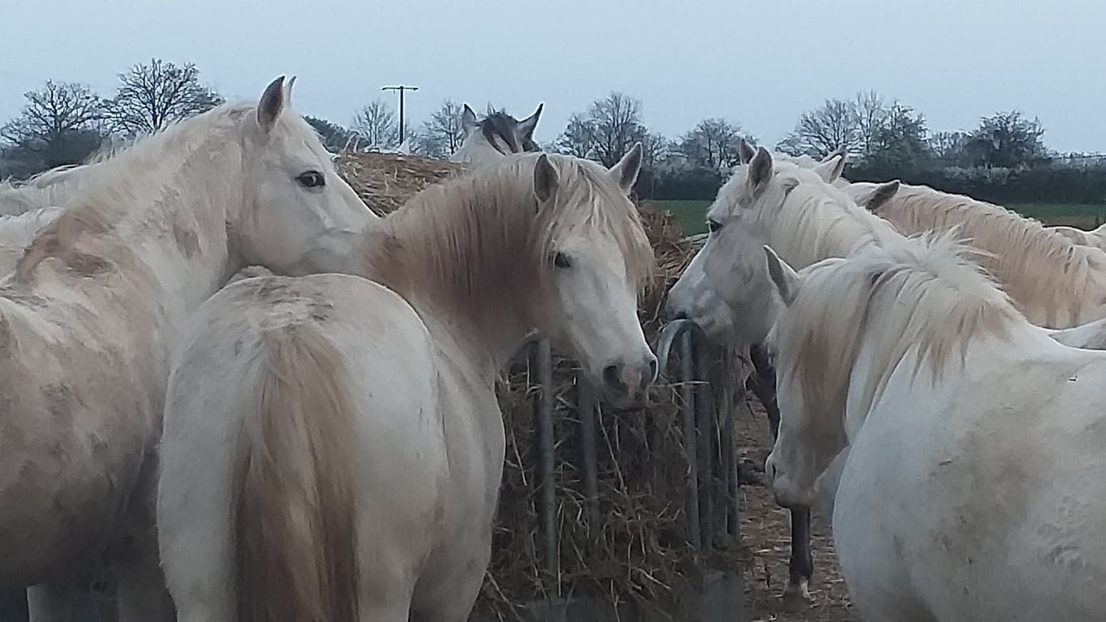 camargue equitation