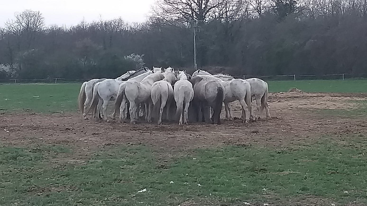 camargue equitation