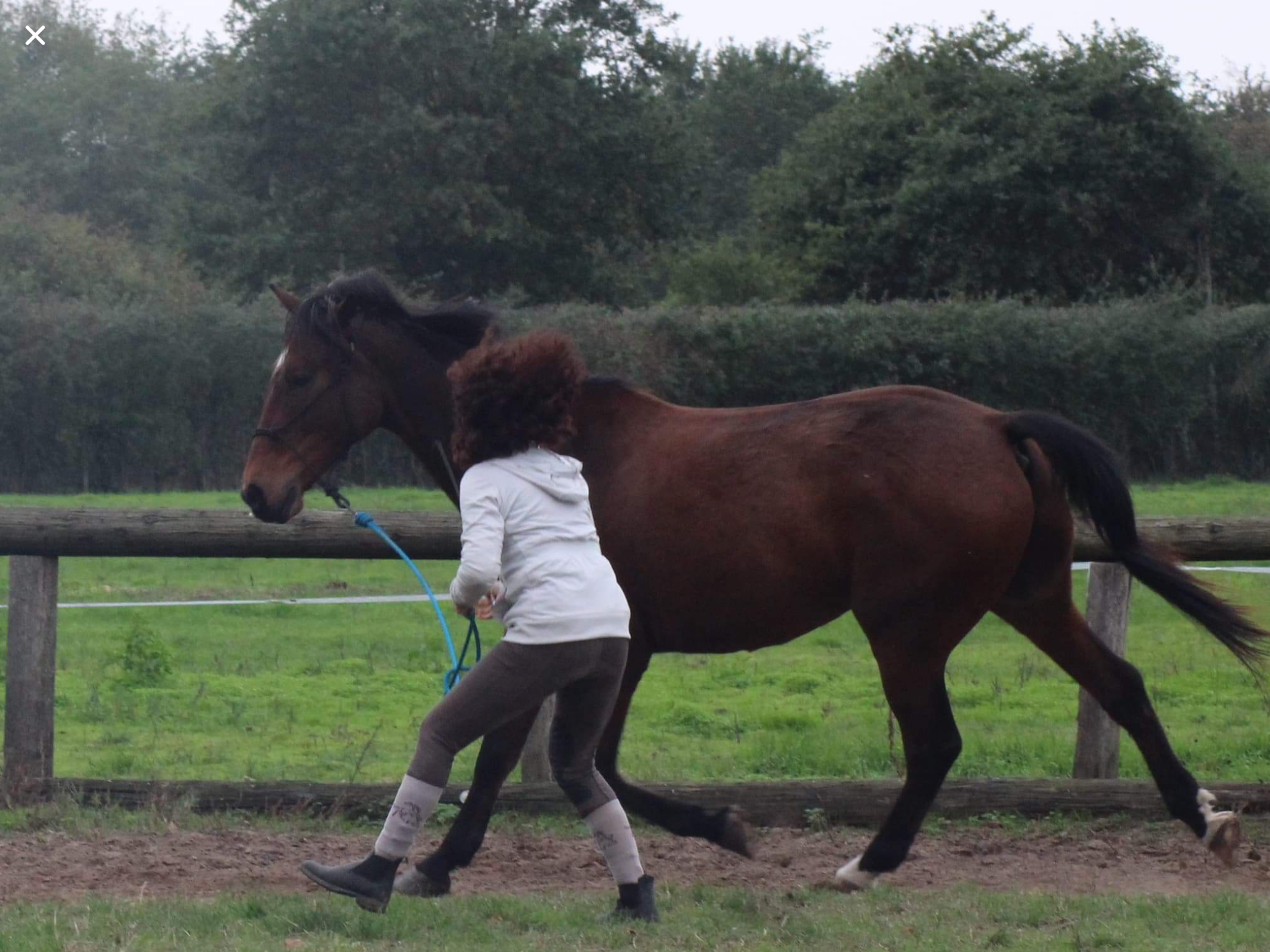 camargue equitation