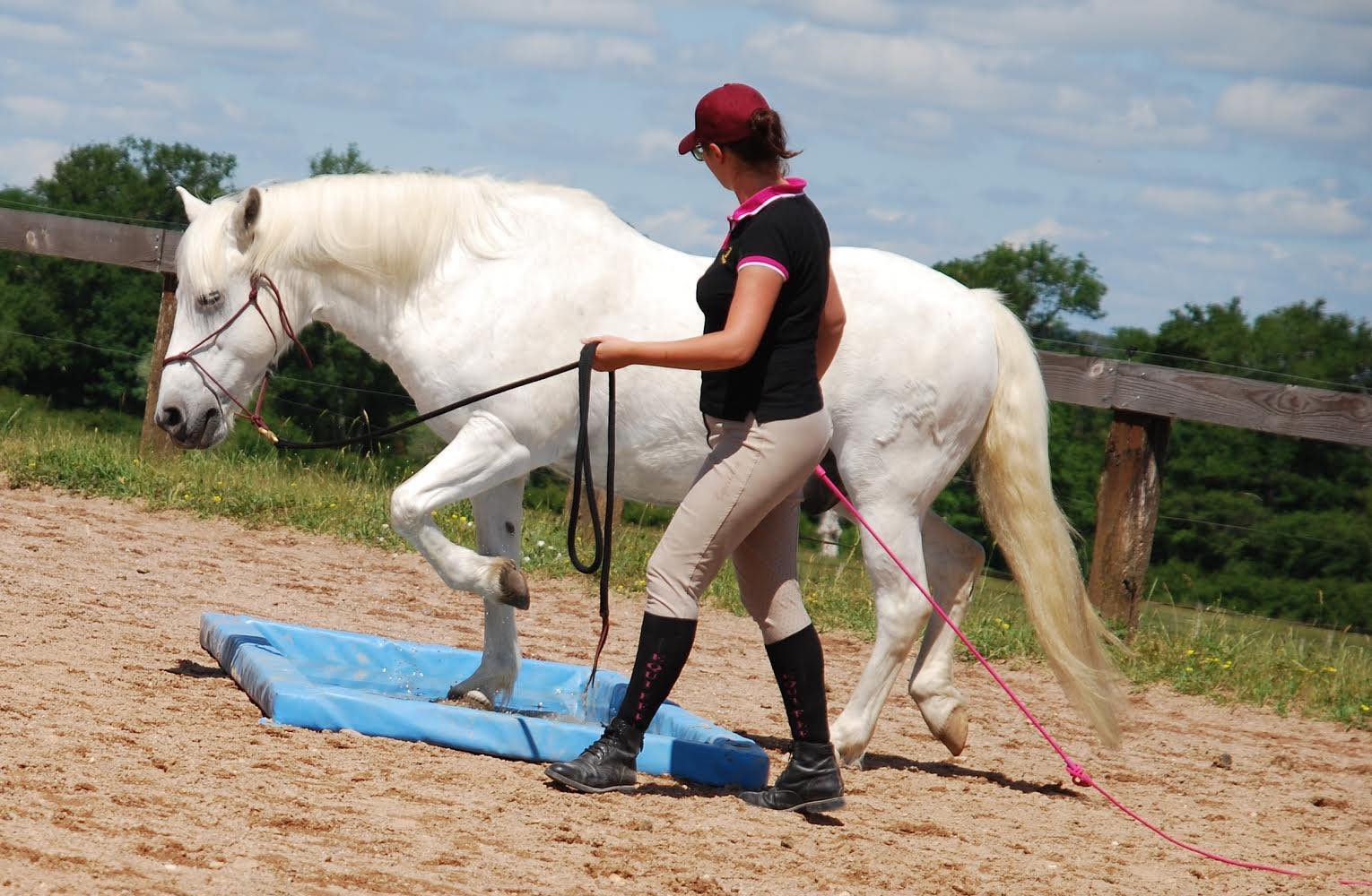 camargue equitation