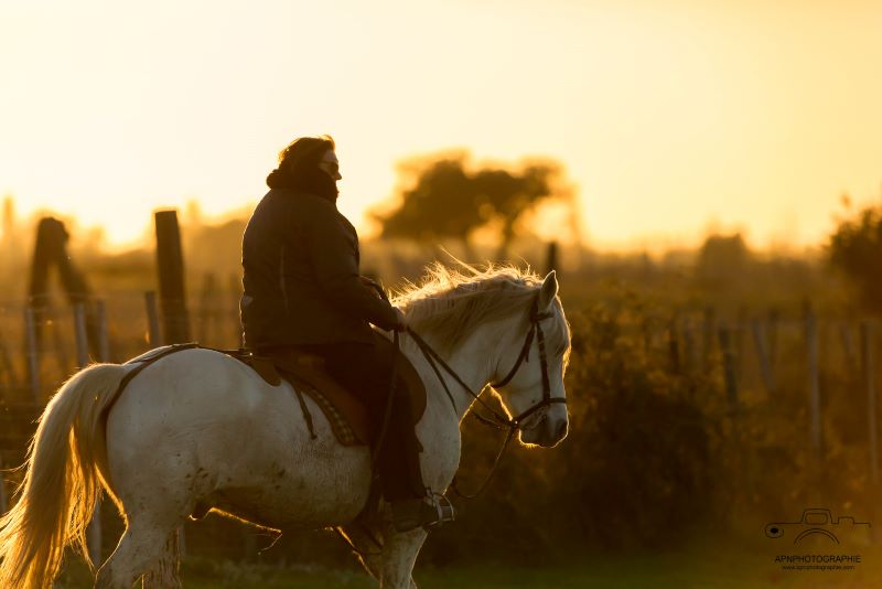 camargue equitation