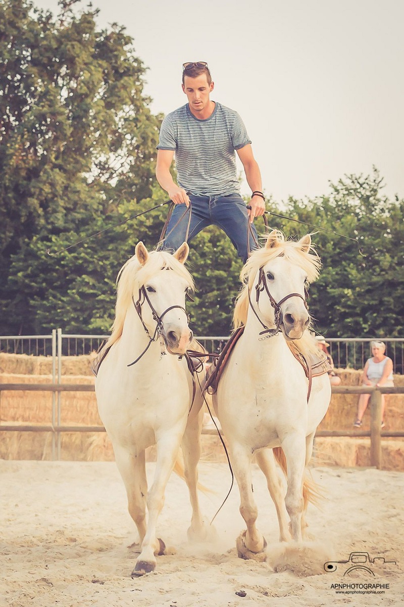 camargue equitation