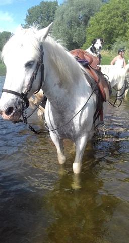 camargue equitation