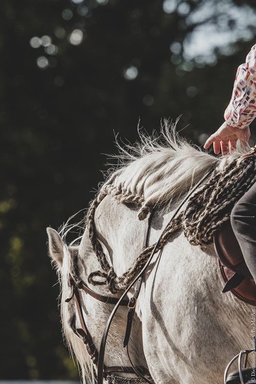 camargue equitation