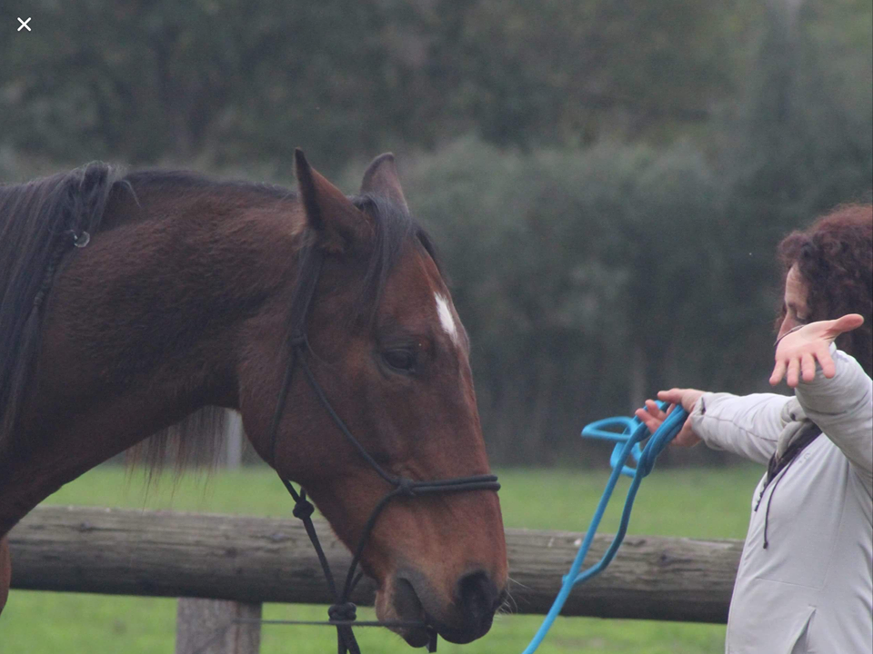 camargue equitation