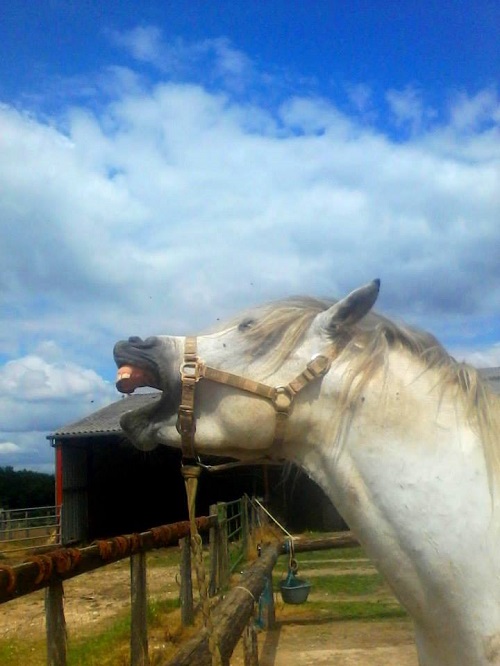 camargue