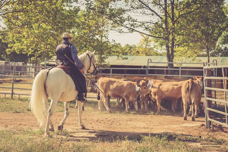camargue equitation