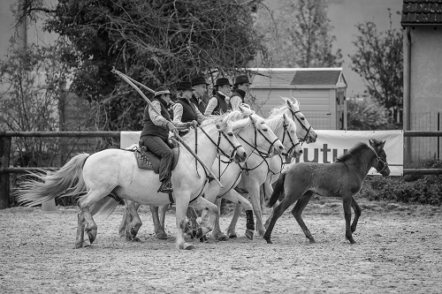 camargue equitation