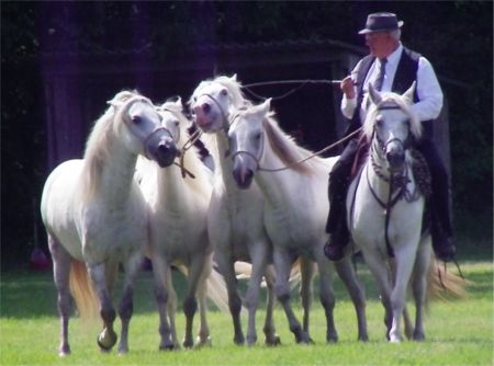 camargue equitation