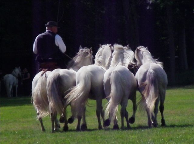 camargue equitation