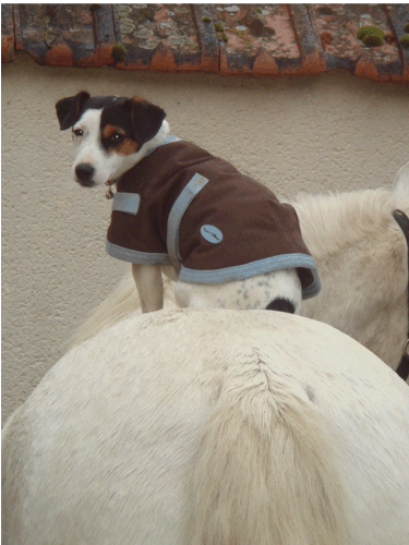 camargue equitation