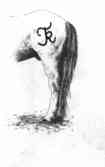camargue equitation