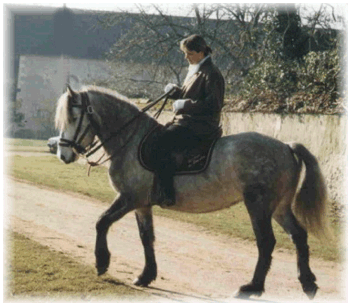 camargue equitation