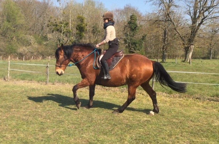camargue equitation